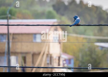 Beringter Eisvogel (Megaceryle torquata), der sein Gefieder unter einem leichten Regen aufsät. Chiloé. Los Lagos Region. Chile. Stockfoto