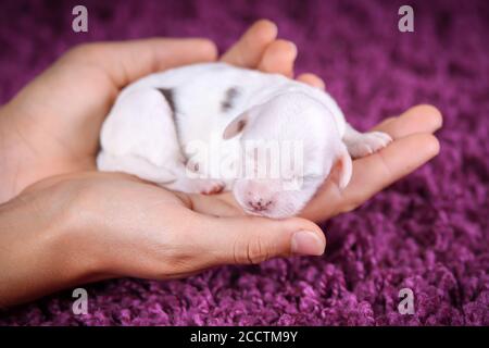 F1B White Blue Merle Mini Bernedoodle in Händen gehalten Stockfoto