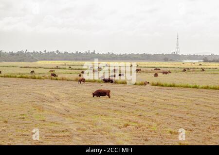 Rinder und Kühe weiden. Extensive Viehzucht. Brasilianische Fauna. Reiskultur nach der Ernte. Landwirtschaft und Viehzucht in Brasilien. Weißreiher und tachâ Stockfoto