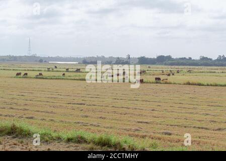 Ochsen und Kühe. Rinder weiden im Freien. Extensive Viehzucht. Viehzucht im Süden Brasiliens. Agrarindustrie für Export und Rohstoffe. Nutztiere Stockfoto