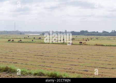 Ochsen und Kühe. Rinder weiden im Freien. Extensive Viehzucht. Viehzucht im Süden Brasiliens. Agrarindustrie für Export und Rohstoffe. Nutztiere Stockfoto