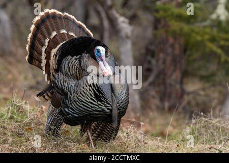 Wild tom Truthähne stolzieren einen Paarungstanz mit ihren Schwanzfedern fächerten aus. Oregon, Ashland, Cascade Siskiyou National Monument. Feder Stockfoto