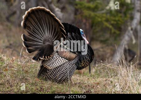 Wild tom Truthähne stolzieren einen Paarungstanz mit ihren Schwanzfedern fächerten aus. Oregon, Ashland, Cascade Siskiyou National Monument. Feder Stockfoto