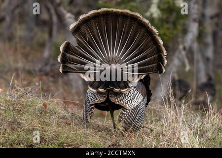 Wild tom Truthähne stolzieren einen Paarungstanz mit ihren Schwanzfedern fächerten aus. Oregon, Ashland, Cascade Siskiyou National Monument. Feder Stockfoto