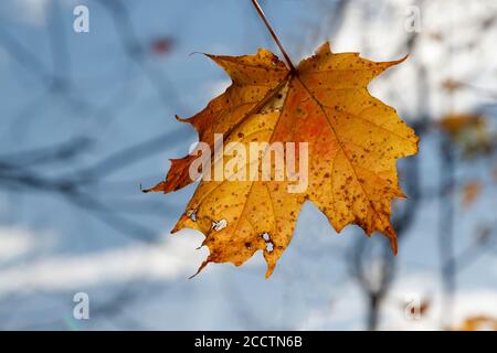 Ein letztes einzelnes Ahornblatt, das an einem Ast festhält Im Herbst Stockfoto