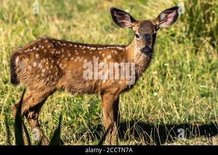 Wildschwanzwild Rehkitz, niedliches Baby Tier. Oregon, Ashland, Cascade Siskiyou National Monument, Sommer Stockfoto