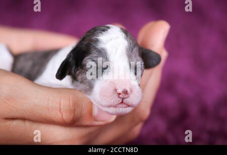 F1B Blue Merle Mini Bernedoodle in Händen gehalten Stockfoto