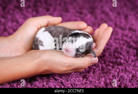 F1B Blue Merle Mini Bernedoodle in Händen gehalten Stockfoto