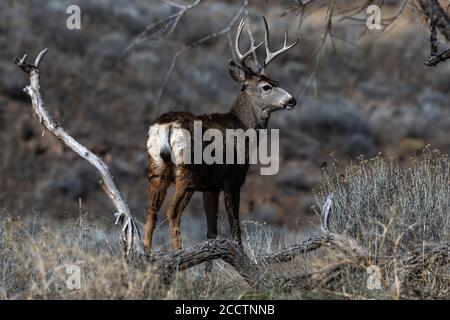 Maultier-Hirschbock mit großem Geweih, Kalifornien, Tulelake, Winter Stockfoto