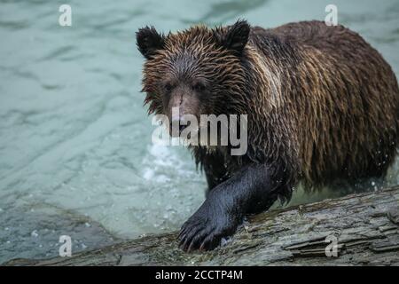 Braunbären oder Grizzlybären, die auf einen Baumstamm im Chilkoot River steigen, Bears, Alaska, Haines, Chilkoot River, Fall Stockfoto