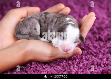 F1B Blue Merle Mini Bernedoodle in Händen gehalten Stockfoto