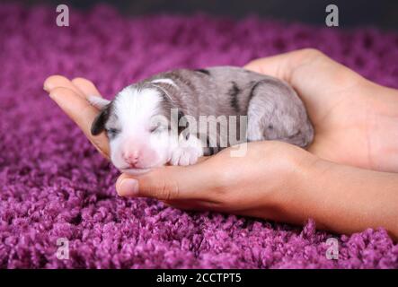 F1B Tri-Coloured Blue Merle Mini Bernedoodle schlafen, während gehalten In Händen Stockfoto