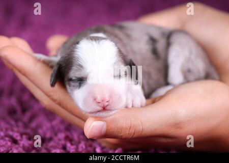 F1B Tri-Coloured Blue Merle Mini Bernedoodle schlafen, während gehalten In Händen Stockfoto