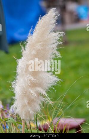 Pampasgras in der Natur, geringe Schärfentiefe Hinweis Stockfoto