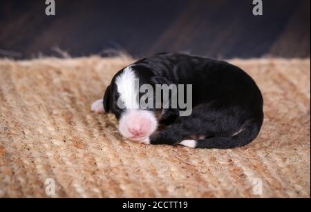 F1B Tri-colored Mini Bernedoodle Baby Welpen schlafen zusammengeruckt auf Der Boden Stockfoto