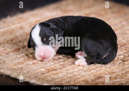 F1B Tri-colored Mini Bernedoodle Baby Welpen schlafen zusammengeruckt auf Der Boden Stockfoto