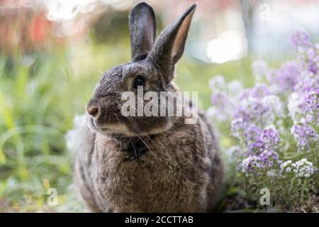 Kleines graues Kaninchen im Garten mit weichem Licht selektiver Fokus Flacher Freiheitsgrad Stockfoto