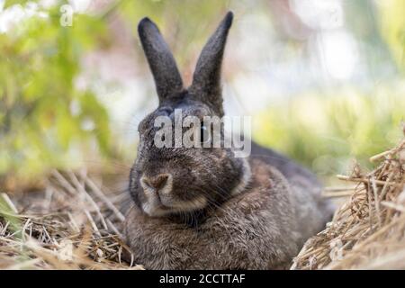 Kleines graues Kaninchen im Garten mit weichem Licht selektiver Fokus Flacher Freiheitsgrad Stockfoto