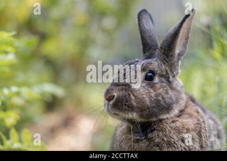 Kleines graues Kaninchen im Garten mit weichem Licht selektiver Fokus Flacher Freiheitsgrad Stockfoto