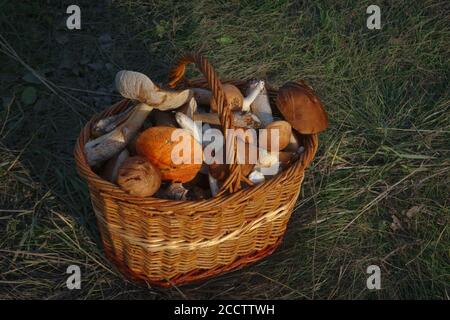 Weidenkorb mit frisch gepflückten Waldpilzen auf dem Gras Nahaufnahme. Stockfoto