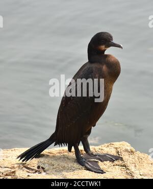 Ein junger pelagischer Kormoran (Phalacrocorax pelagicus) Auf einem Felsen bei Moss Landing in Kalifornien Stockfoto