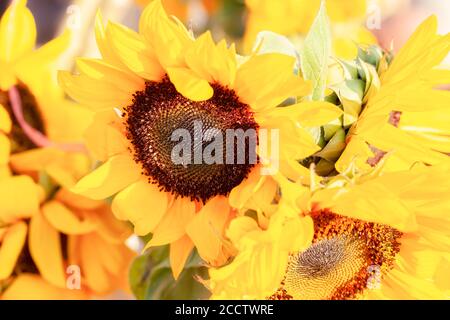 Sonnenblume an einem sonnigen Tag, geringe Schärfentiefe Hinweis Stockfoto