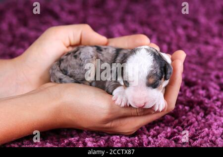 F1B Tri-Coloured Blue Merle Mini Bernedoodle schlafen, während gehalten In Händen Stockfoto