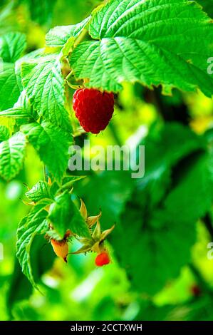 Reife Himbeeren auf einem Zweig, der von weichem Sonnenlicht beleuchtet wird Stockfoto