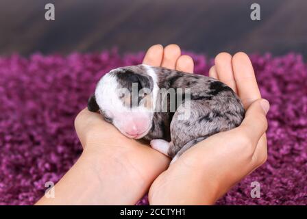 F1B Tri-Coloured Blue Merle Mini Bernedoodle schlafen, während gehalten In Händen Stockfoto