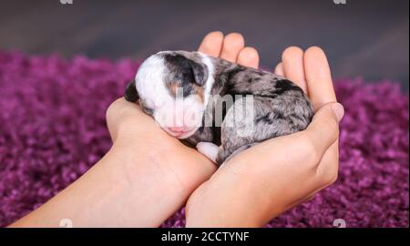 F1B Tri-Coloured Blue Merle Mini Bernedoodle schlafen, während gehalten In Händen Stockfoto