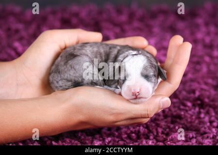 F1B Tri-Coloured Blue Merle Mini Bernedoodle schlafen, während gehalten In Händen Stockfoto