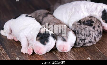 F1B Tri-colored, Blue Merle, und schwarz-weiß Mini Bernedoodle Wurf schlafen auf dem Boden Stockfoto