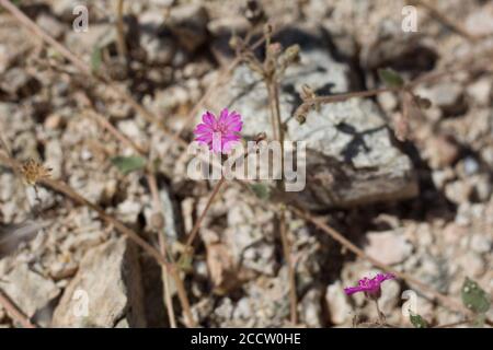 Lila Blütenstände, hängenden Windmühlen, Allionia Incarnata, Nyctaginaceae, native mehrjährige, Joshua Tree National Park, Southern Mojave Desert. Stockfoto