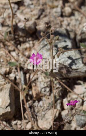 Lila Blütenstände, hängenden Windmühlen, Allionia Incarnata, Nyctaginaceae, native mehrjährige, Joshua Tree National Park, Southern Mojave Desert. Stockfoto