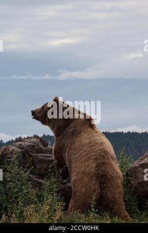 Ein großer männlicher Grizzlybär steht auf einem Felsbrocken auf, um in der Ferne in Montana zu schauen. Stockfoto