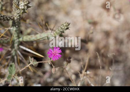 Lila Blütenstände, hängenden Windmühlen, Allionia Incarnata, Nyctaginaceae, native mehrjährige, Joshua Tree National Park, Southern Mojave Desert. Stockfoto