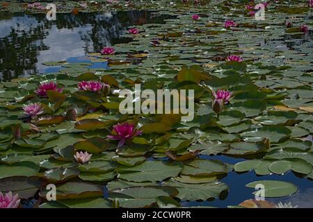 Eine riesige Menge von Lily Pads schwimmend auf einem schönen Teich Stockfoto