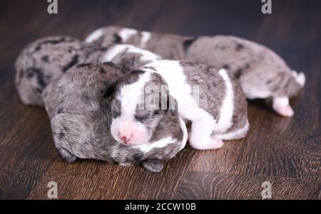 F1B Tri-colored Blue Merle Mini Bernedoodle Wurf schlafen auf der Boden Stockfoto