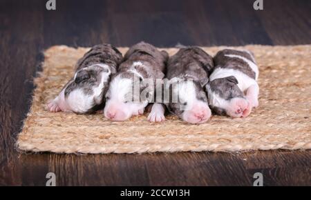 F1B Tri-colored Blue Merle Mini Bernedoodle Wurf schlafen auf der Boden Stockfoto