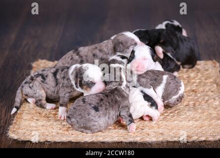 F1B Tri-colored, Blue Merle, und schwarz-weiß Mini Bernedoodle Wurf schlafen auf dem Boden Stockfoto