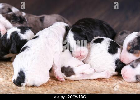 F1B Tri-colored, Blue Merle, und schwarz-weiß Mini Bernedoodle Wurf schlafen auf dem Boden Stockfoto