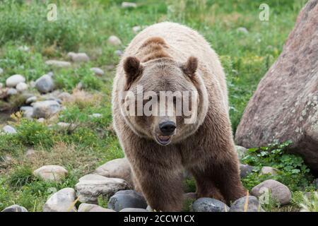 Ein großer männlicher Grizzlybär, der durch Gras und große Felsen läuft, während er mit einem offenen Mund mit einigen Unterzähnen nach vorne blickt. Stockfoto