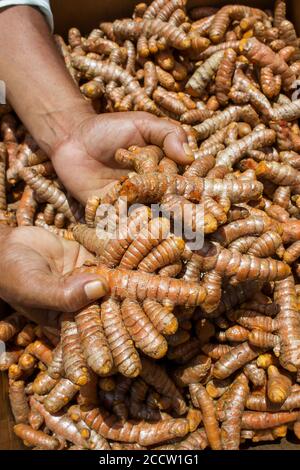 Die Hände´s Menschen halten einige Curcuma rhizomes unter einer harten Sonne Leicht Stockfoto