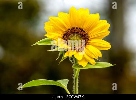 Leuchtend gelbe Sonnenblume in voller Blüte. Stockfoto