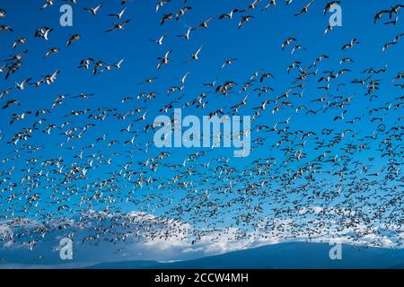 Migration Der Schneegänse. Oregon, Merrill, Lower Klamath National Wildlife Refuge. 03/19, Frühling Stockfoto