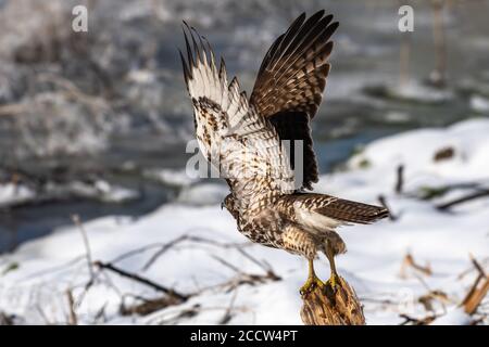 Der Rotschwanzfalke nimmt ab. Oregon, Merrill, Lower Klamath National Wildlife Refuge, Winter Stockfoto