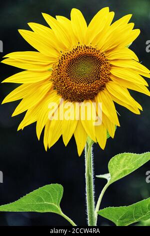 Eine einbeinige Sonnenblume (Helianthus) steht gegen Bäume, mit einer geringen Schärfentiefe Stockfoto