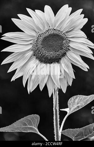 Eine einbeinige Sonnenblume (Helianthus) steht gegen Bäume, mit einer geringen Schärfentiefe Stockfoto