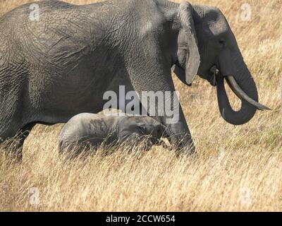 Elefantenkalb legt seinen Rüssel auf das Bein der Mutter bei masai mara Stockfoto