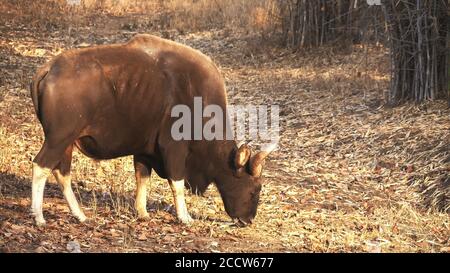 Weidende indische Bison Gesichter direkt bei Tadoba in indien Stockfoto